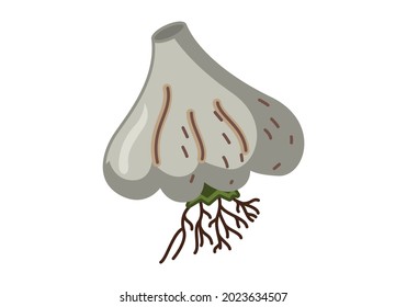 Icono de ajo en un estilo plano dibujado a mano aislado en un fondo blanco. Ilustración vectorial. 