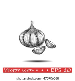 Garlic icon. Hand draw garlic