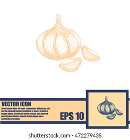 Garlic icon. Hand draw garlic