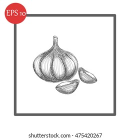 Garlic icon. Hand draw garlic