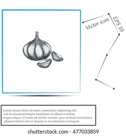 Garlic icon. Hand draw garlic