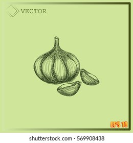 Garlic icon. Hand draw garlic