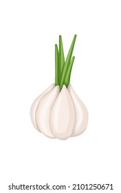 Garlic icon isolated on a white background.  Vector Illustration.  Garlic cartoon.