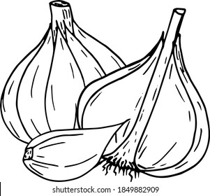 ajo. , etiqueta, menú. boceto dibujado a mano. minimalismo monocromático vectorial. comida, especias.