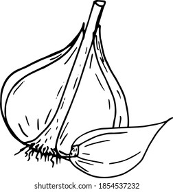 garlic. icon, label, menu. sketch hand drawn doodle. vector monochrome minimalism. food, spice.