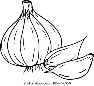 garlic. icon, label, menu. sketch hand drawn doodle. vector monochrome minimalism. food, spice.
