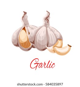 Garlic icon. Spicy aromatic vegetable or garlic plant tuber cloves for culinary, salad dressing. Isolated vector piquant peeled garlic heads or knob for grocery store or farmer market design