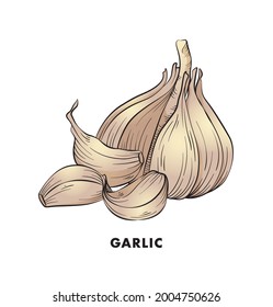 Garlic Illustration Clipart Vector Design