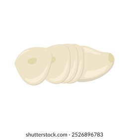 Garlic Illustration - Single Vector 07