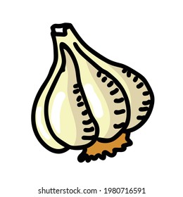 Garlic illustration vector isolated on white background