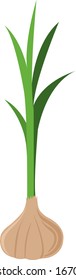 Knoblauch, Illustration, Vektorillustration auf weißem Hintergrund.
