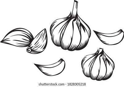 Garlic illustrations and vector designs