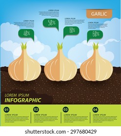 garlic , infographics. vegetables vector illustration