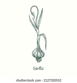 Garlic.  Ink black and white doodle drawing in woodcut style