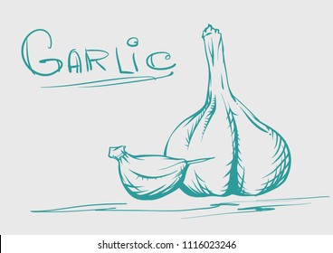 Garlic ink sketch vector