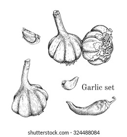 Garlic ink sketches set. Contour outline style. Isolated