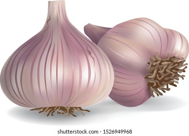 garlic isolated on white background. illustration vector