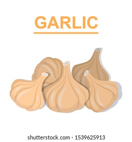 Garlic isolated on the white background. Vegetables collection. Vector illustration.