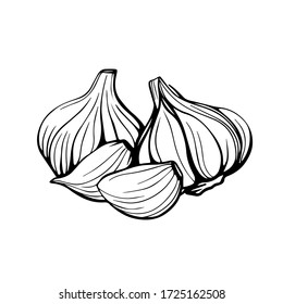 Garlic isolated on a white background. Garlic head and clove. Strengthening the immune system. Hand-drawn vector illustration in the Doodle style.