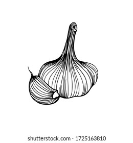 Knoblauch isoliert auf weißem Hintergrund. Knoblauch Kopf und Nelke. Stärkung des Immunsystems. Handgezeichnete Vektorgrafik im Doodle-Stil.