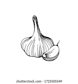 Garlic isolated on a white background. Garlic head and clove. Strengthening the immune system. Hand-drawn vector illustration in the Doodle style.