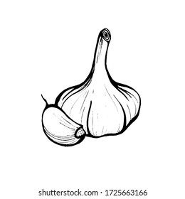 Knoblauch isoliert auf weißem Hintergrund. Knoblauch Kopf und Nelke. Stärkung des Immunsystems. Handgezeichnete Vektorgrafik im Doodle-Stil.