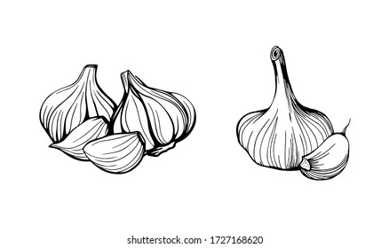 Garlic isolated on a white background. Set of garlic. Strengthening the immune system. Hand drawn vector illustration in Doodle style