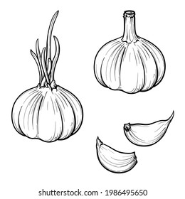 Garlic isolated on a white background. Garlic head and clove. Set of garlic. Black and white. Hand drawn vector illustration.