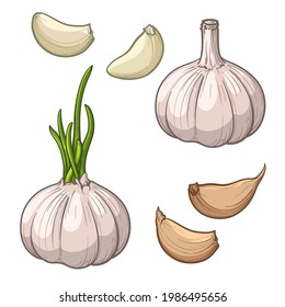 Garlic isolated on a white background. Garlic head and clove. Set of garlic. Hand drawn vector illustration.