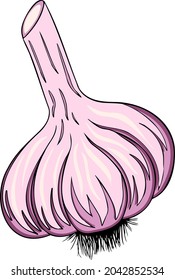 Garlic isolated on white background. Vector color illustration of garlic  sliced and bulb. Vegetable Icon.