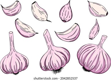 El ajo aislado en un fondo blanco. Ilustración de color vectorial de ajo cortado y bombilla. Icono de verduras.