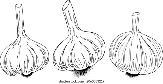 Garlic isolated on white background. Vector hand drawn illustration of garlic sliced. Vegetable Icon. Coloring pages