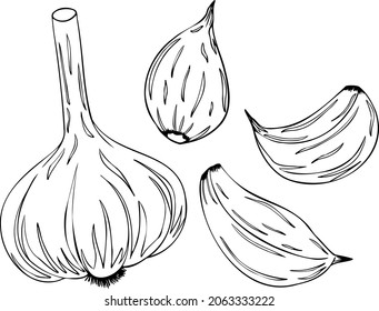 Garlic isolated on white background. Vector hand drawn illustration of garlic sliced. Vegetable Icon. Coloring pages