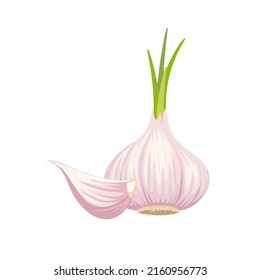 Garlic isolated on white background. Vector illustration. Garlic Bulbs and cloves in flat design isolated on white background.