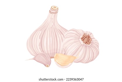 El ajo aislado en un fondo blanco. Vector eps 10. perfecto para elementos de papel o diseño