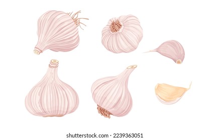 Garlic isolated on white background. Vector eps 10. perfect for wallpaper or design elements