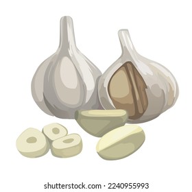 Garlic isolated on white background. Vector color illustration of sliced garlic, garlic clove, garlic bulb. Vegetable Icon.