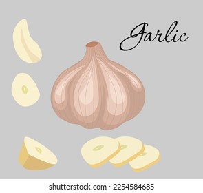 Garlic isolated on white background. Vector illustration. Garlic Bulbs and cloves in flat design isolated on white background.
