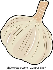 garlic isolated on white background