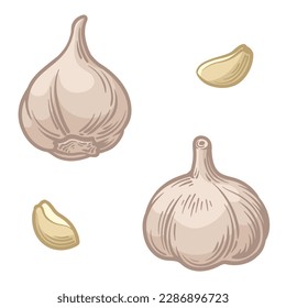 Garlic isolated on white background. Garlic head and clove. Vector illustration. 