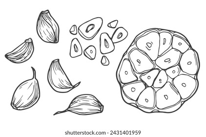 Garlic isolated on a white background. Set of garlic. Strengthening the immune system. Hand drawn vector illustration in Doodle style