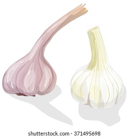 Garlic isolated on white background vector illustration