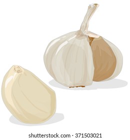 Garlic isolated on white background vector illustration