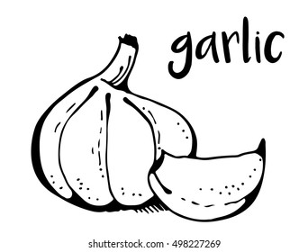 Garlic isolated on white background, vector illustration