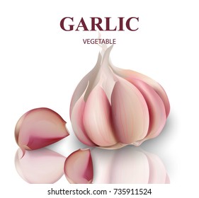 Garlic isolated on white Background Vector. Realistic detailed illustration