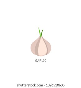 Garlic isolated over white background Vector illustration
