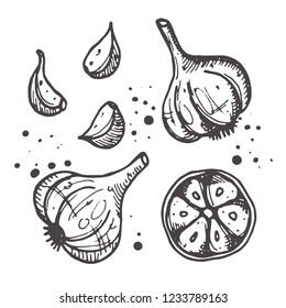 Garlic isolated set. Hand drawn vector illustration. Can be used for street festival, farmers market, country fair, shop, menu, cafe, restaurant, poster, banner.
