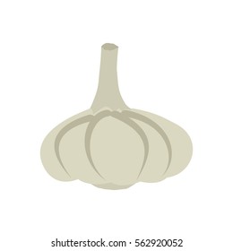 Garlic isolated. Vegetables on white background. Plant pungent taste and unpleasant smell