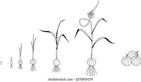 Garlic life cycle coloring page. Consecutive stages of growth from bulbil to flowering garlic plant