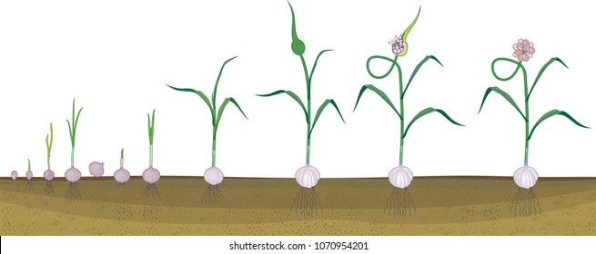 Garlic life cycle. Consecutive stages of growth from bulbil to flowering garlic plant. Plants showing root structure below ground level on vegetable patch